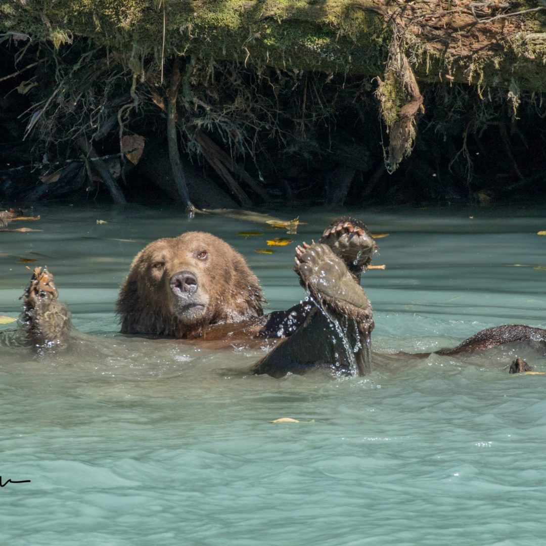 Bear on its back with paws raised, submerged in water