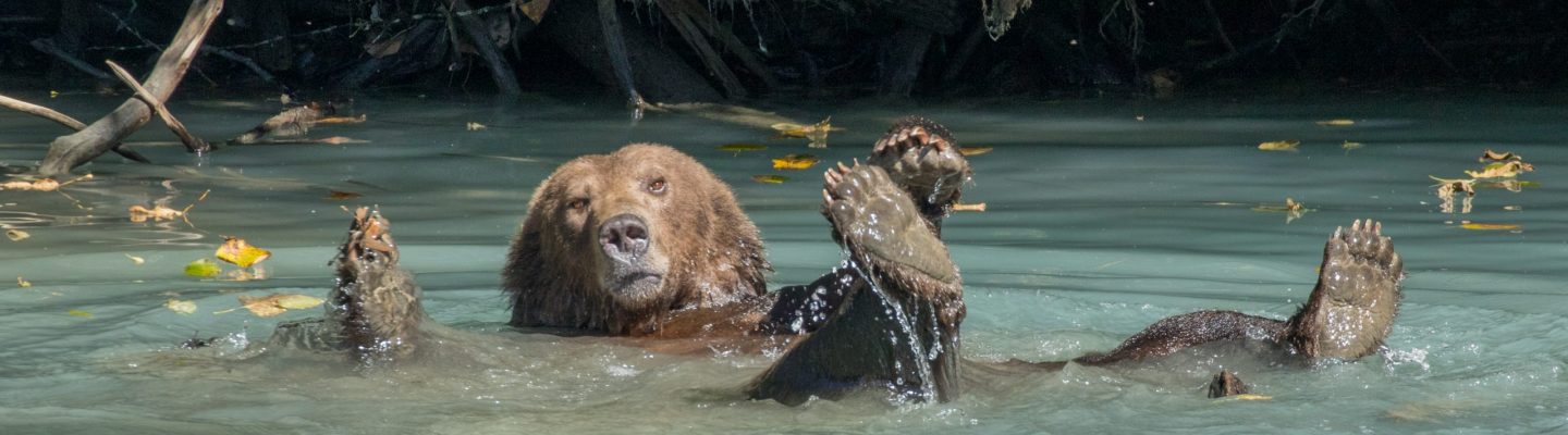Bear on its back with paws raised, submerged in water