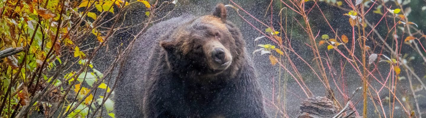 Bear shaking water out of its fur