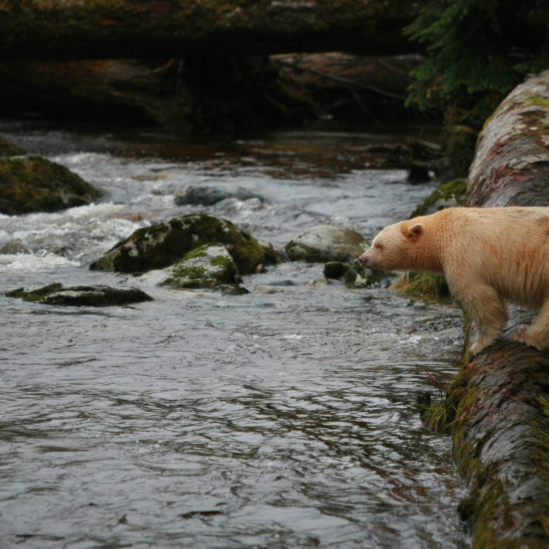 White bear standing on log facing river