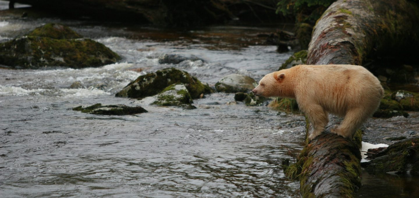 White bear standing on log facing river