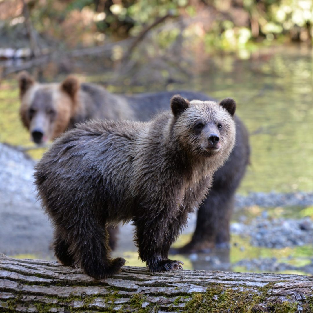 Three bears near a river