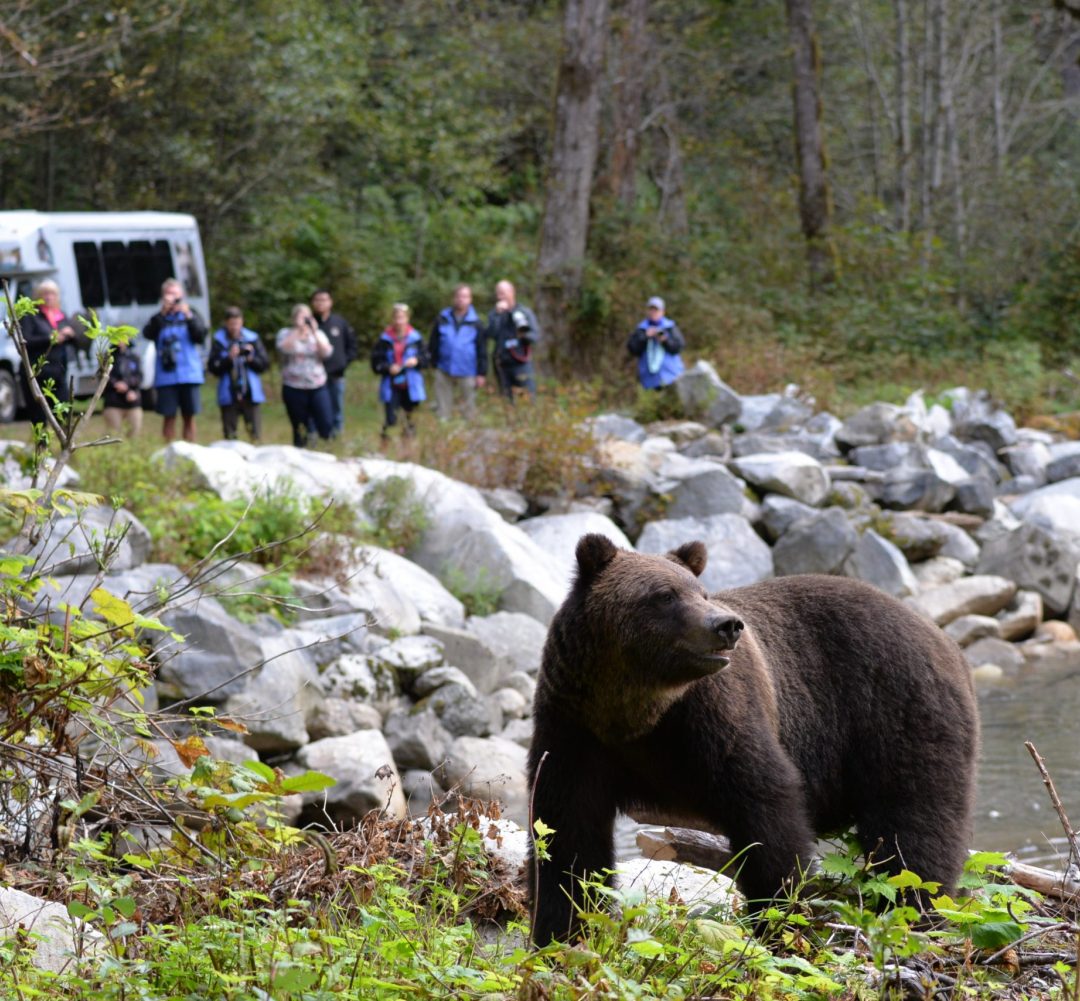 Bear near river being photographed by a group of people