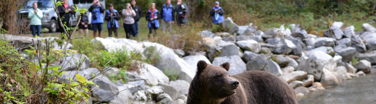 Bear near river being photographed by a group of people