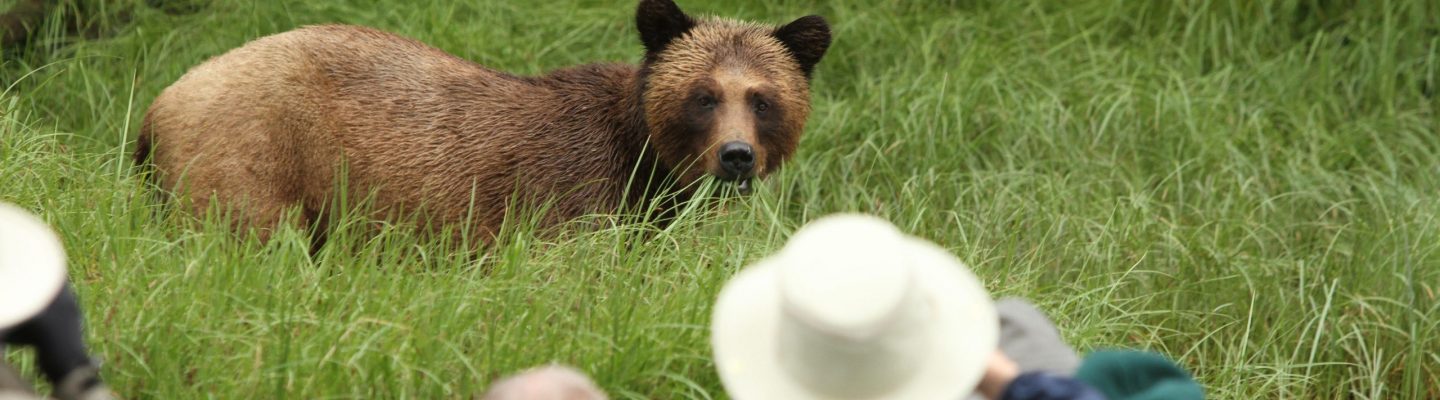 Bear being photographed by group