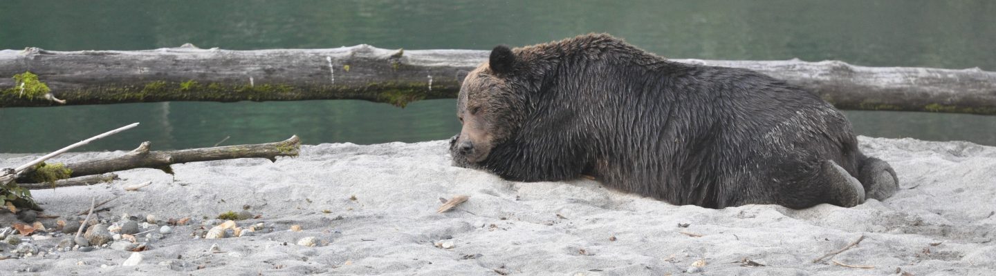 Bear napping on a riverbank