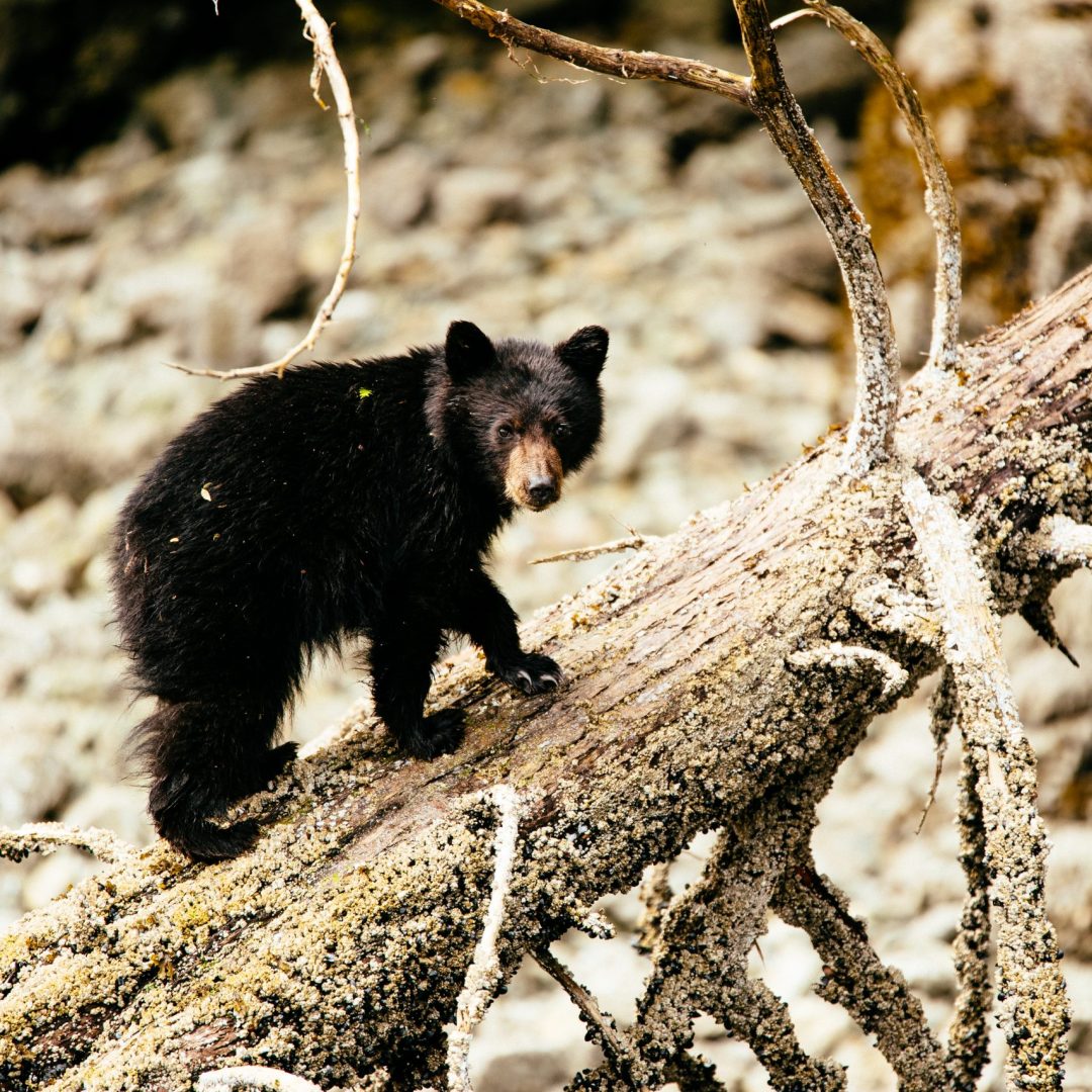 Bear cub walking on log