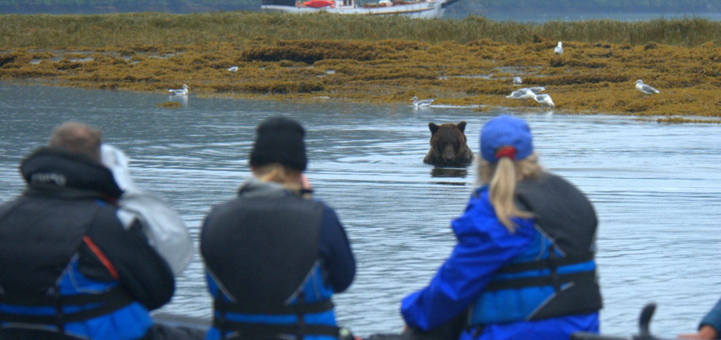 Photographers watching bear in water