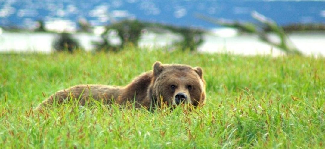 Bear in field