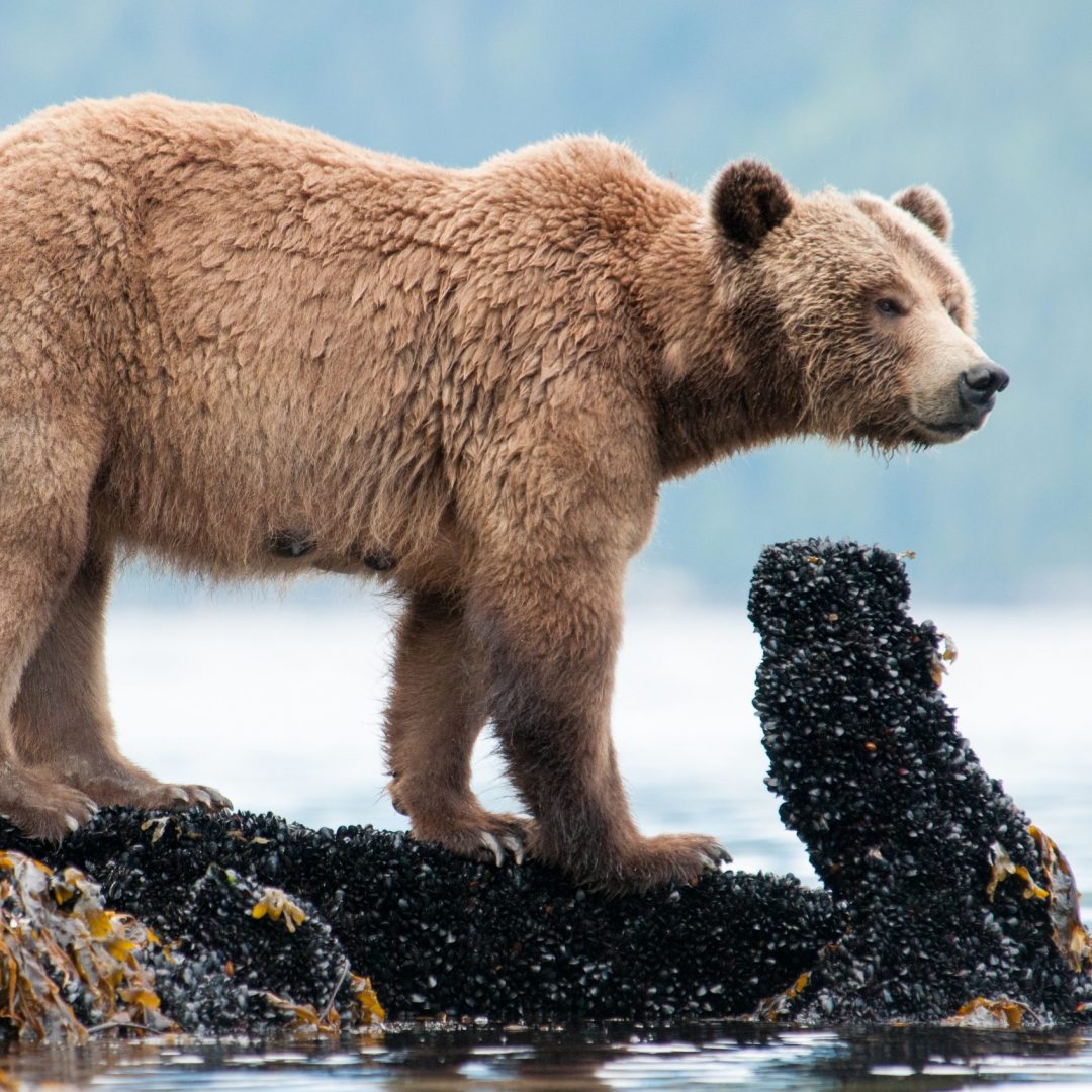 Bear on seaweed coated ground