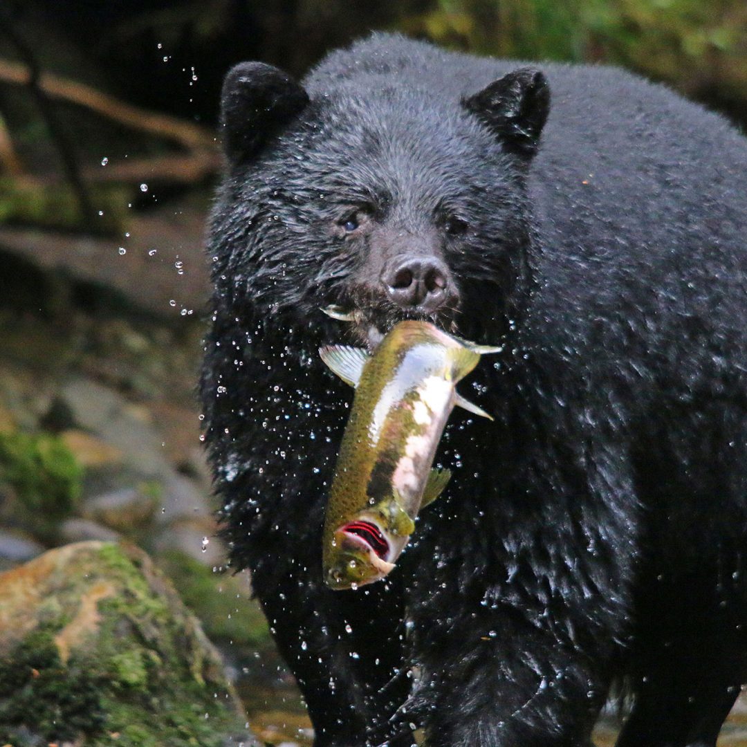 Black bear with fish in its mouth