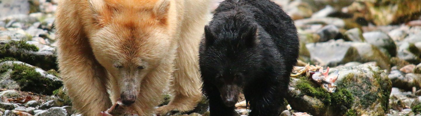 White bear with black bear cub