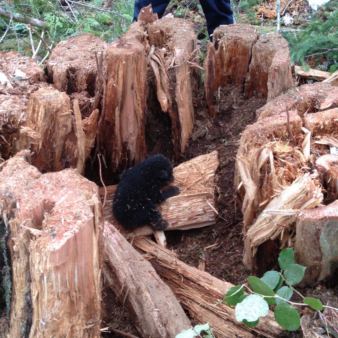Bear cub exposed in old growth stump Photo by Artemis Wildlife Consultants