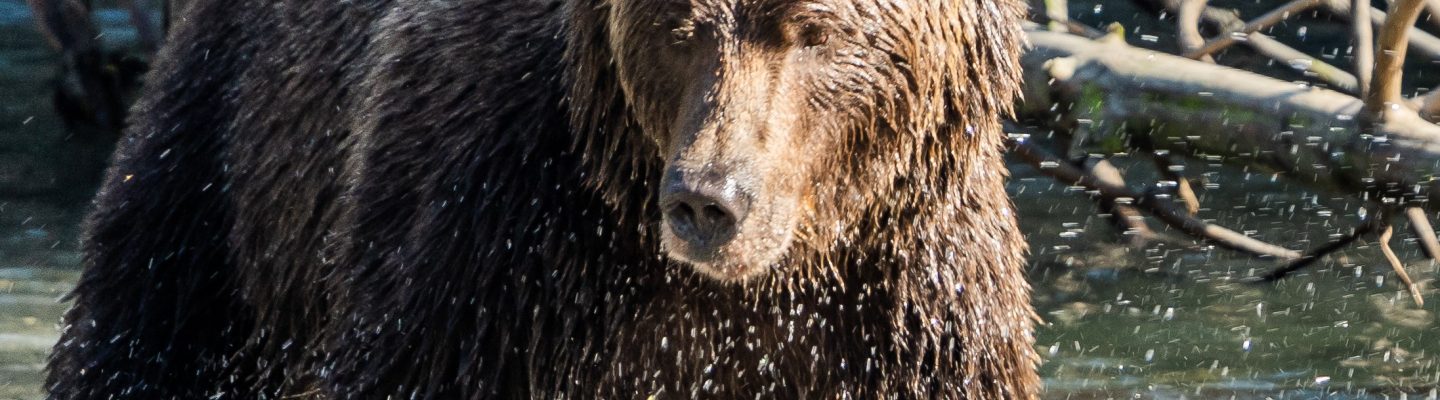 Oliver Tweedie Photography West Coast Grizzly Tours